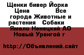 Щенки бивер Йорка  › Цена ­ 30 000 - Все города Животные и растения » Собаки   . Ямало-Ненецкий АО,Новый Уренгой г.